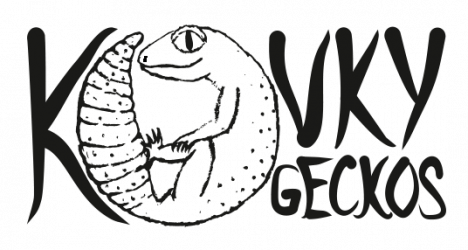 kovkygeckos